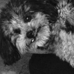 Meet your Posher, Kristen